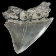 Bargain, Juvenile Megalodon Tooth - Serrated #61733-1
